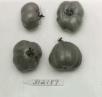 Click for 1 image(s) for this accession. FRUIT